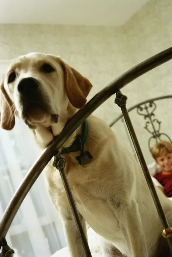 怎样查农历每日属相 每天生肖查询