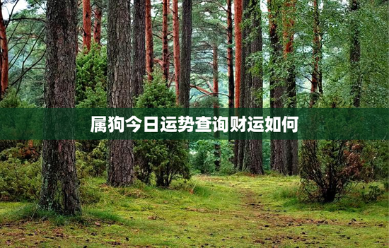属狗今日运势查询财运如何
