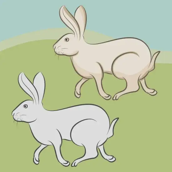 生肖兔今日运势解析