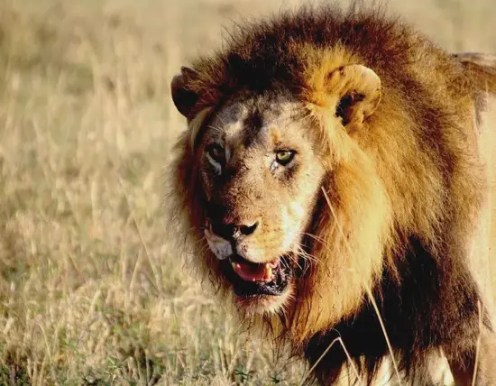 狮子座星象分析 狮子座今日运势示意图