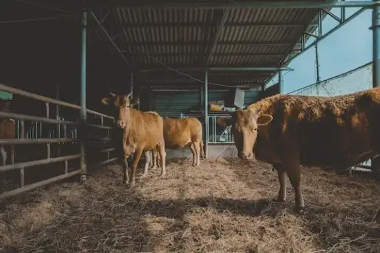 潮汕时辰发音图谱