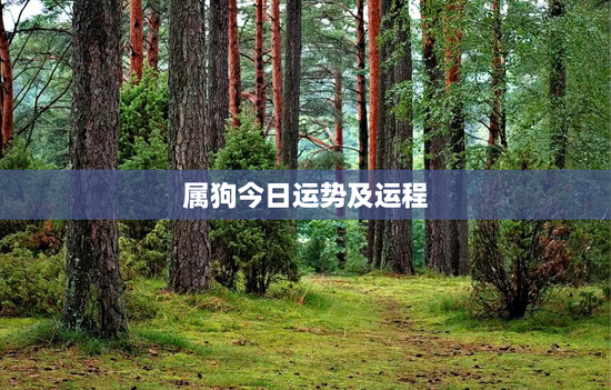 属狗今日运势及运程