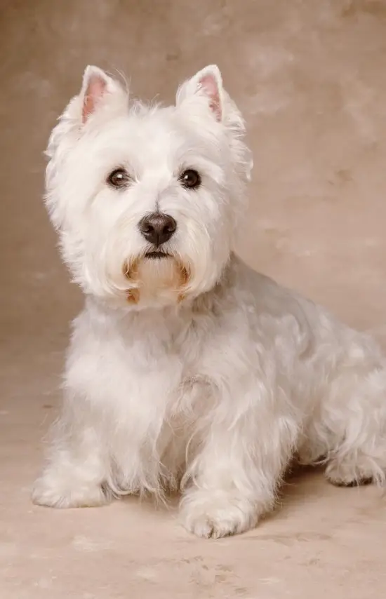 生肖6合和三合哪个更好 三合婚配属相合局