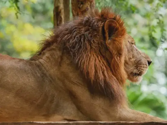 狮子座全天星象轨迹图 狮子座今日星象图