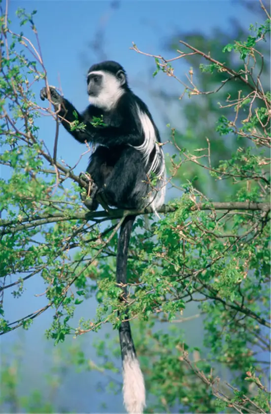 男女婚配属相对照表 属相婚配的基本说法