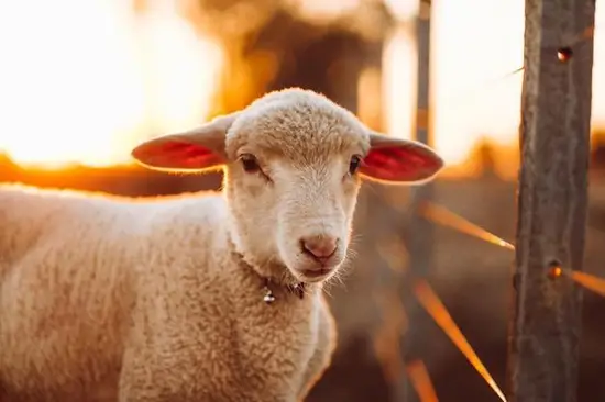 第一星坐白羊座今日运势(火热的能量助你迎接挑战)