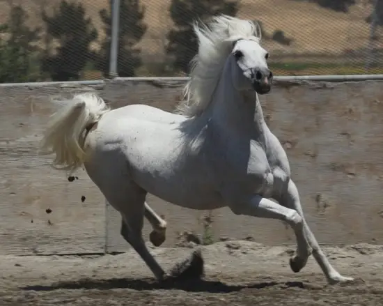 生肖马今日运势