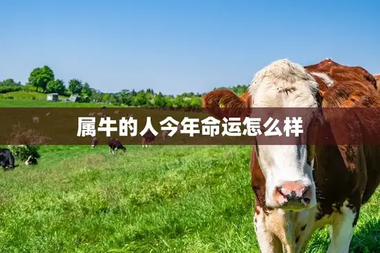 属牛的人今年命运怎么样(2023年属牛人财运旺盛但需注意健康问题)