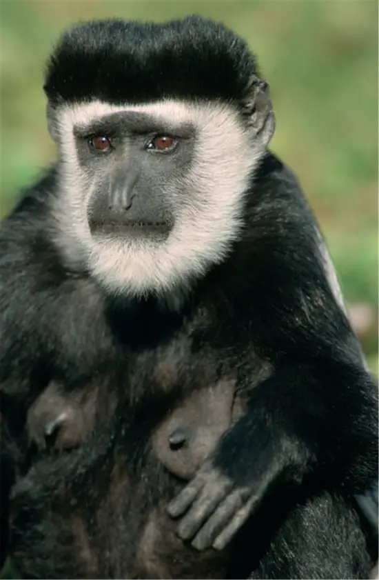 三合和六个合哪个好婚姻 三合婚姻有什么好处 三合和六个合哪个好婚姻 三合婚姻有什么好处