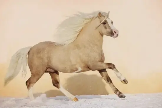 生肖马今日运势配图