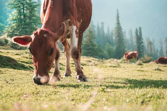 属牛2023年每月运势(牛年好运连连月月有喜悦)