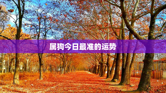 属狗今日最准的运势 属狗今日最准的运势