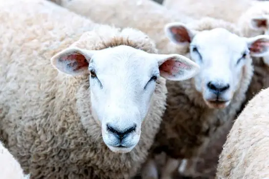 把人心看得最透的白羊女(如何洞察他人内心) 把人心看得最透的白羊女(如何洞察他人内心)