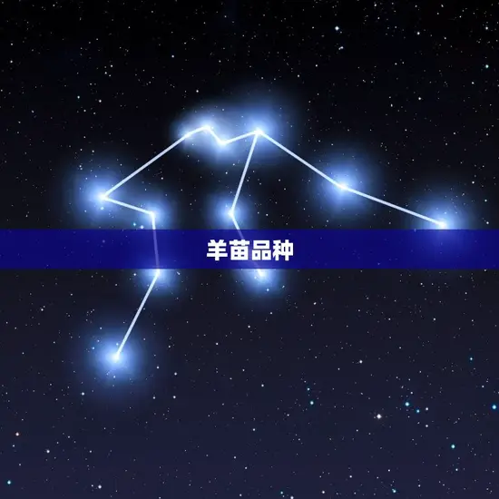 羊苗品种 羊苗品种