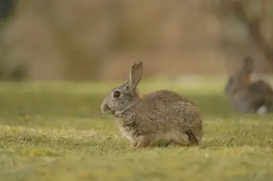 生肖兔今日财运布局