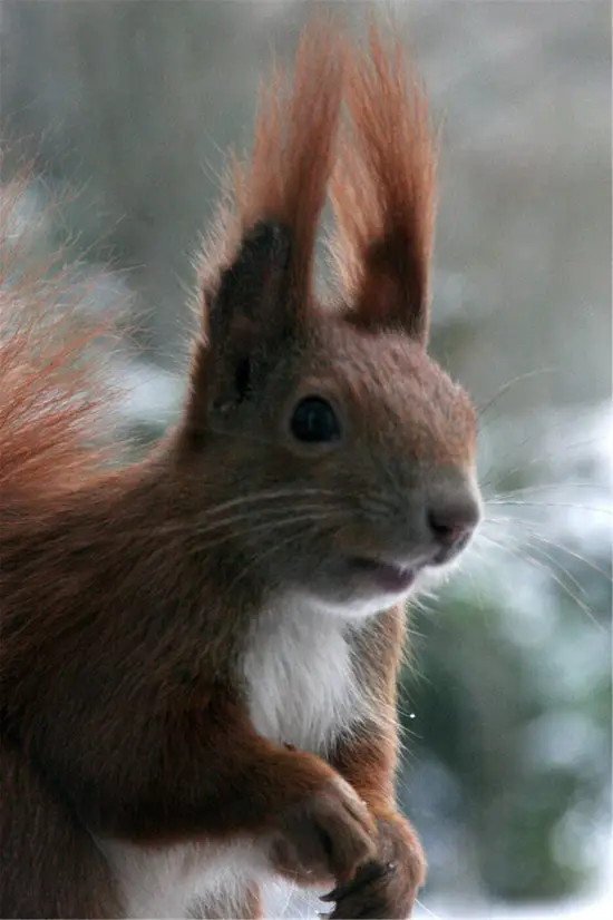 1996年属鼠是什么命 1996年属鼠的事业 1996年属鼠是什么命 1996年属鼠的事业