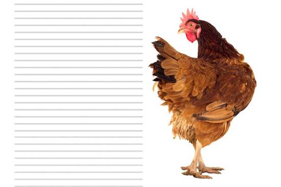 女鸡的配偶属什么最合适(如何选择最佳的鸡配偶) 女鸡的配偶属什么最合适(如何选择最佳的鸡配偶)