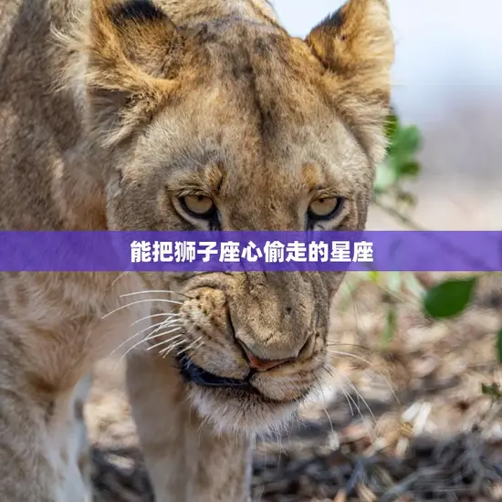 能把狮子座心偷走的星座(谁最有魅力)