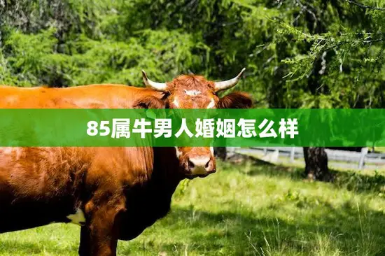 85属牛男人婚姻怎么样(幸福美满还是坎坷不堪)