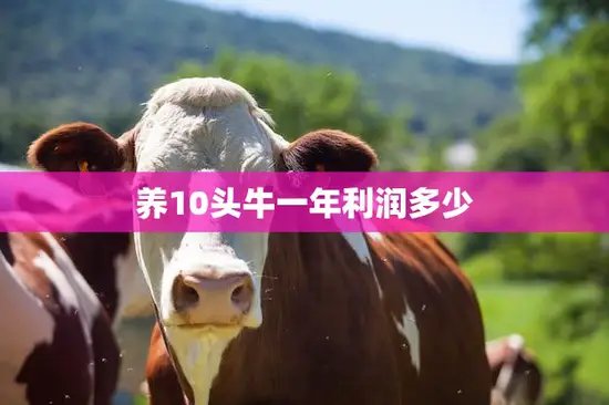 养10头牛一年利润多少(揭秘养牛真的能赚钱吗)