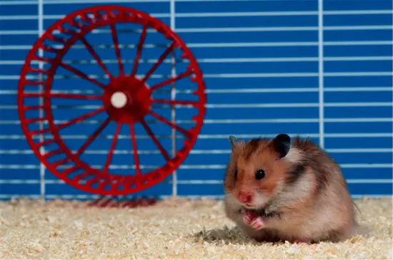 1996年属鼠是什么命 1996年属鼠的事业 1996年属鼠是什么命 1996年属鼠的事业