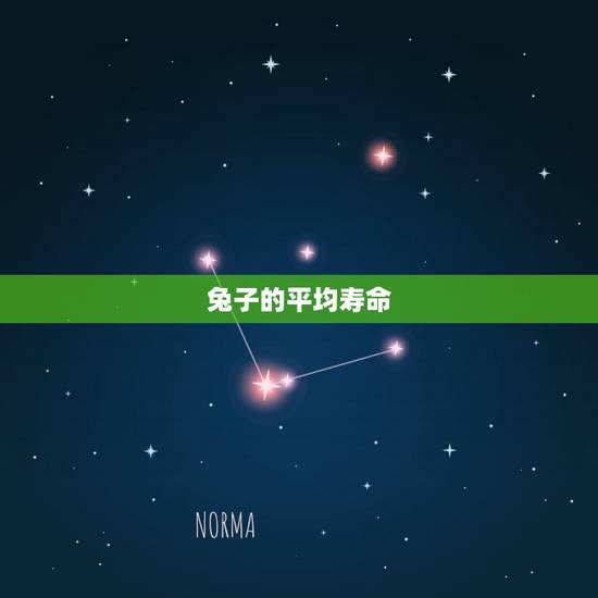 兔子的平均寿命 兔子的平均寿命