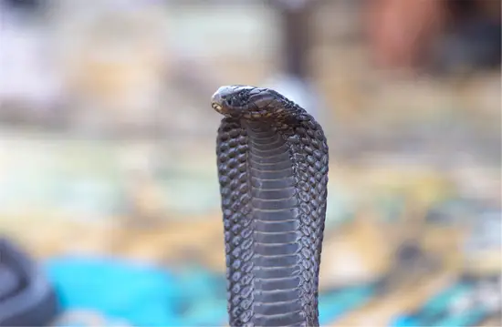 十二生肖图片大全十二张 十二生肖年龄对照表 十二生肖图片大全十二张 十二生肖年龄对照表