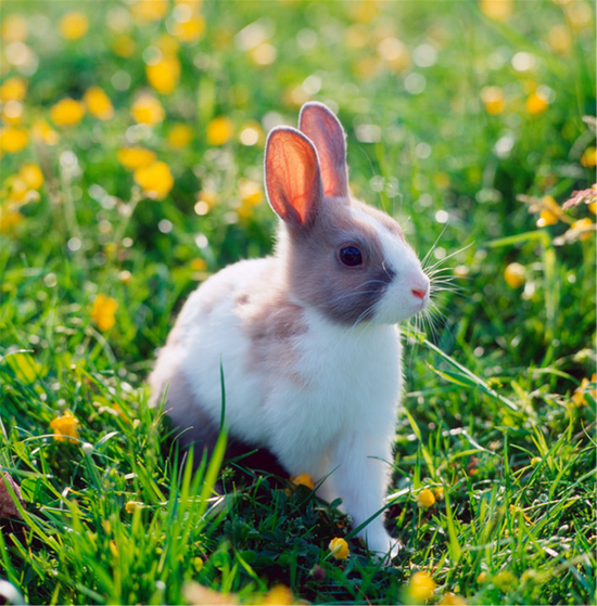 十二生肖图片大全十二张 十二生肖年龄对照表 十二生肖图片大全十二张 十二生肖年龄对照表