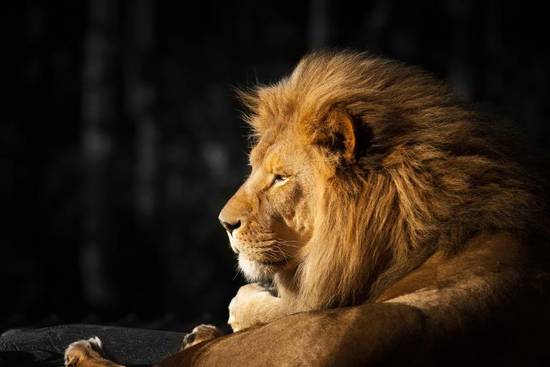 射手和狮子为什么合得来(星座专家揭秘两个火象星座的默契) 射手和狮子为什么合得来(星座专家揭秘两个火象星座的默契)