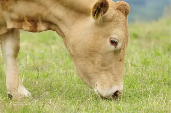 十二生肖的婚姻最佳搭配 十二生肖最佳婚配对象 十二生肖的婚姻最佳搭配 十二生肖最佳婚配对象