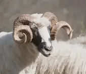 白羊座最佳伴侣指南：揭秘最佳星座CP攻略