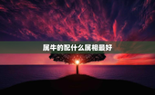 属牛的配什么属相最好，97年属牛的姻缘在哪年