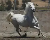 属马今日运势精准解读：2025年2月9日吉时方位全指南