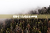 男属牛和女鸡结婚好不好，男属牛和女鸡合不合