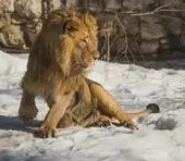 狮子座2025逆袭指南：全年运势焦点速览